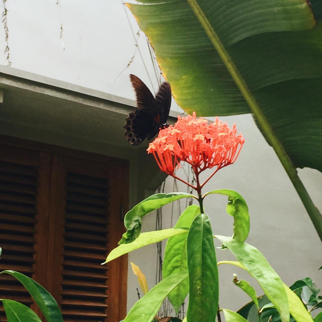 Ibludan Hotel Senggigi Kültér fotó
